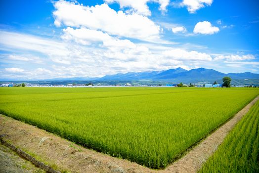 Green rice fields in Japan2