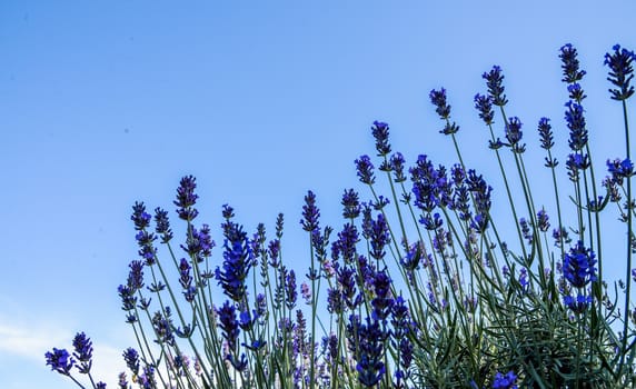 Lavender flower garden5