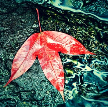 Autumn colorful leaf of maple on the rock, Retro Style