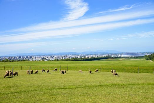 Sheeps farm in Sapporo Japan1