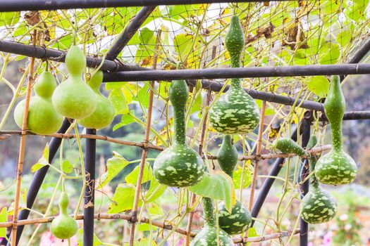 Fresh calabash hanging on the garden