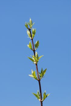 Green branch in spring