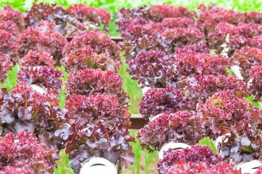 Hydroponic vegetable is planted in a garden.