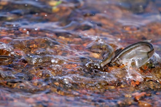 spawning season of bleaks  (Alburnus alburnus) on the Baltic Sea