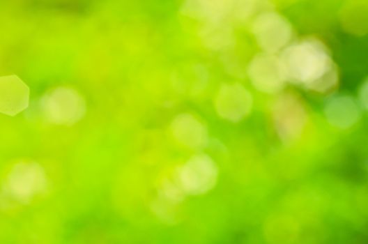 Sunny abstract green nature background