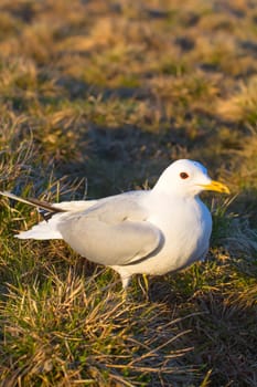 white seagull in the green grass