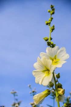 White flower with blue sky