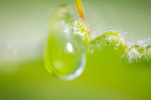 drop of dew on a green leaf close up
