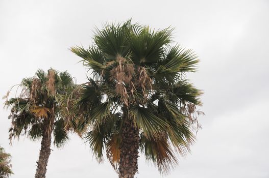 Green Palm over a Cloudy Sky, in Canary Islands, Spain
