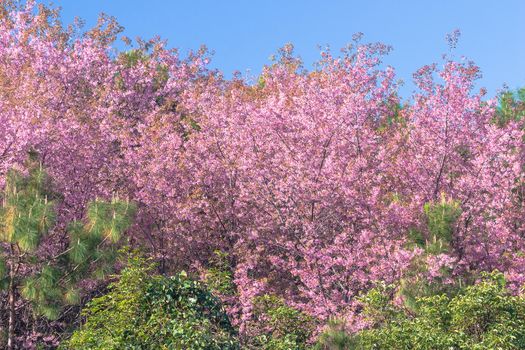 Cherry Blossom in a Beautiful Landscape Garden