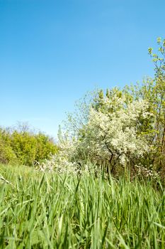 meadow in springtime