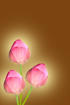 Lotus flower on blown background