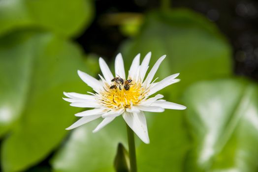 Bee on the lotus3