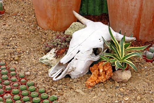 Cow skull as a decorative element in the garden
