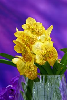 Yellow orchid