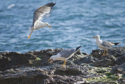 Seagull on the rocks of a rough coastline