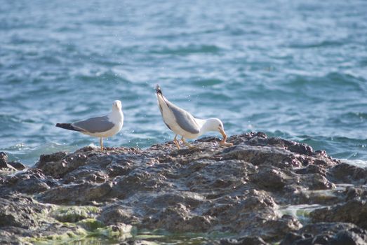 Seagull on the rocks of a rough coastline