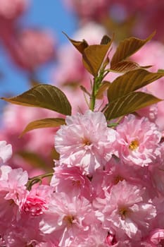close up of pink cherry blossom