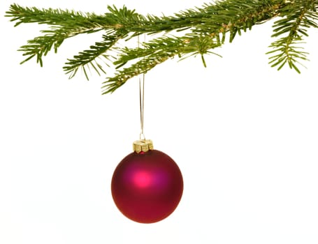 Dark red Christmas decorations hanging from a pine branch - isolated on white background