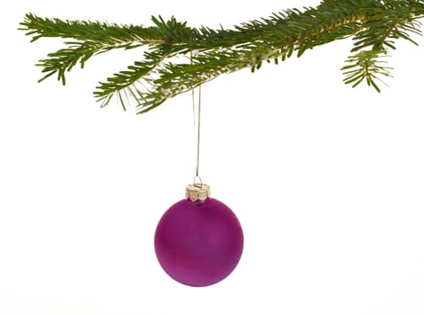 Purple Christmas decorations hanging from a pine branch - isolated on white background