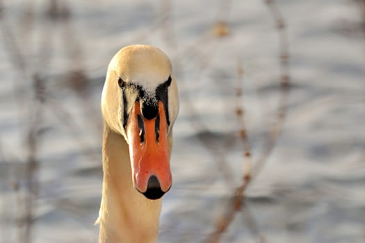 Portrait of a mute swan