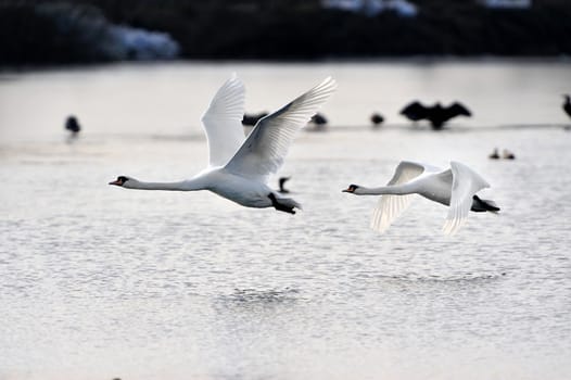 Two Mute Swans in flight