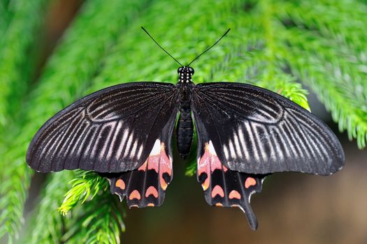 Black and red butterfly on green plant