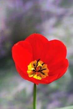 A red tulip