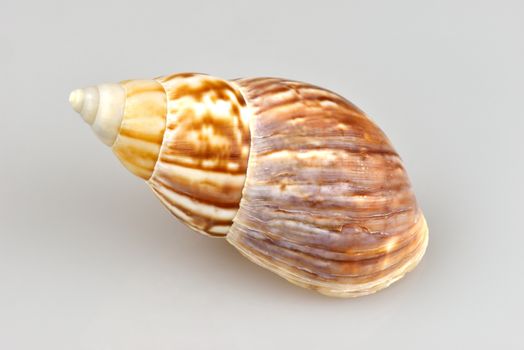 Shell of a marine snail