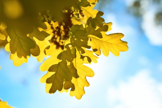 Autumn oak leaves in sunlight