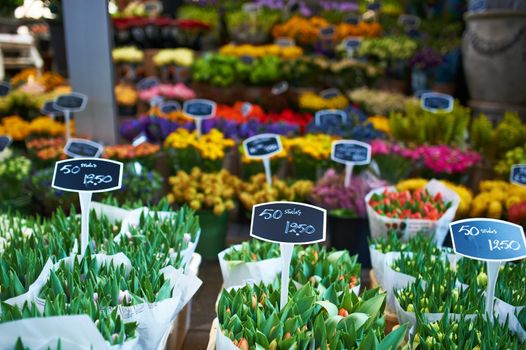 Amsterdam flower market close up details