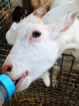 feeding a goat.