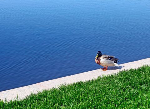 Duck sits near the Lake in the Summer Day