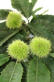 Leaves and fruits of sweet chestnut