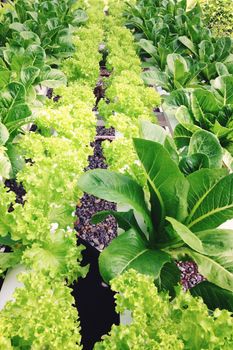 Hydroponics vegetable farm