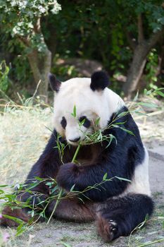 huge panda a bear is bamboo escapes