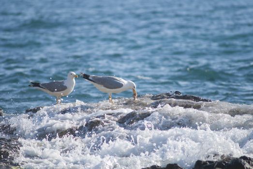 Seagull on the rocks of a rough coastline