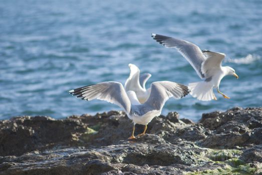 Seagull on the rocks of a rough coastline