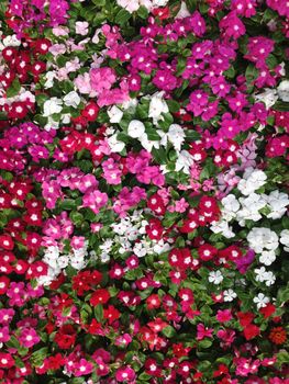 Colorful catharanthus roseus background