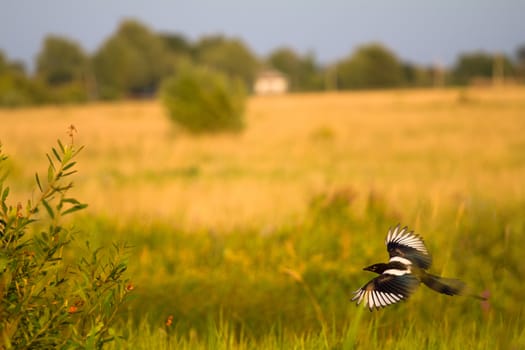 magpie in flight on a meadow