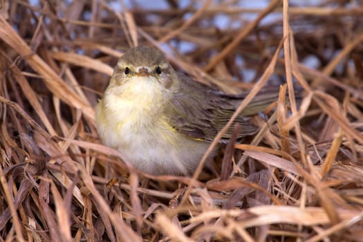 willow warbler in a dry grass