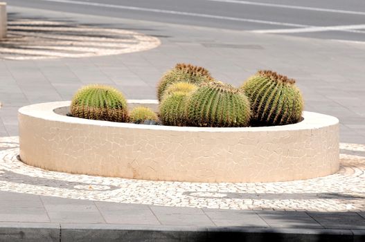 Some Round Succulent Plants on a Corner's Street