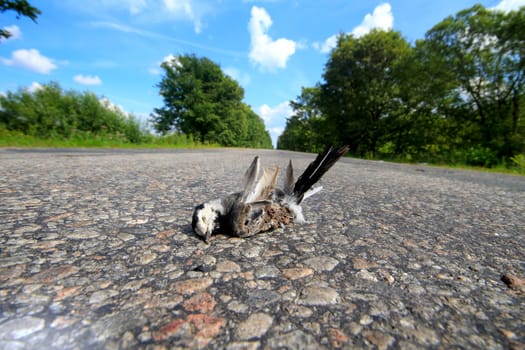 the wagtail killed on the road