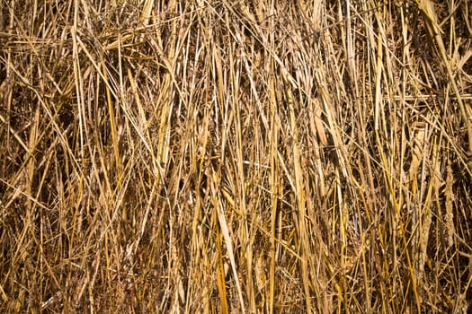 Dry hay closeup image as natural background