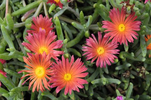 Some Very Colored Flowers on a Green Garden