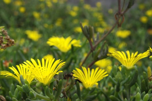 Some Very Colored Flowers on a Green Garden