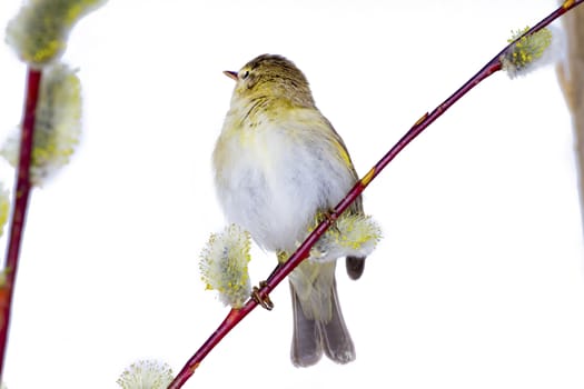willow warbler on a willow branch