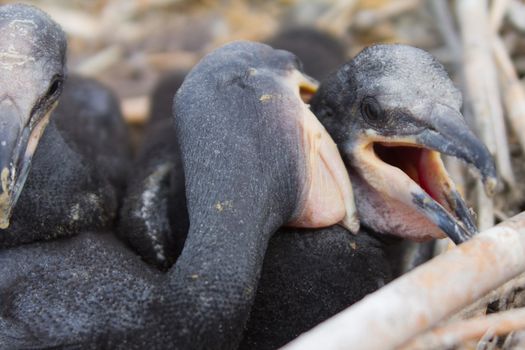 Baby birds of a cormorant in a nest close up