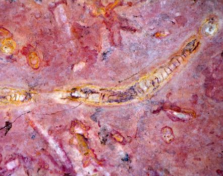 paleontology: invertebrate fossils (not museum)