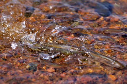 spawning season of bleaks  (Alburnus alburnus) on the Baltic Sea